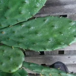 cactus superfood