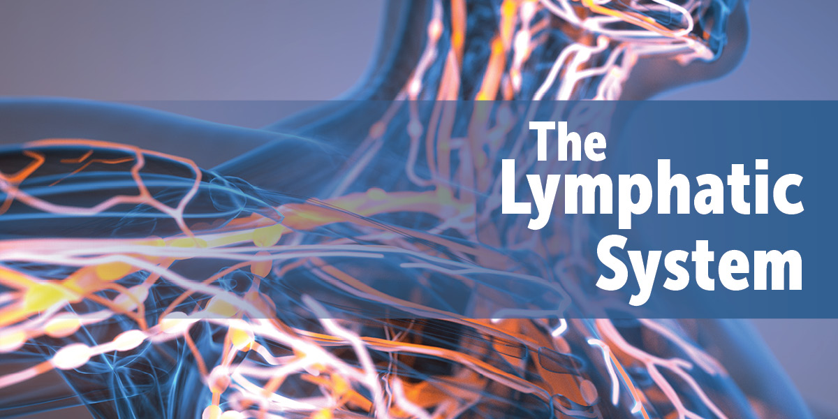 lymphatic system