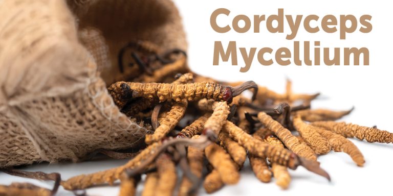 cordyceps mycelium